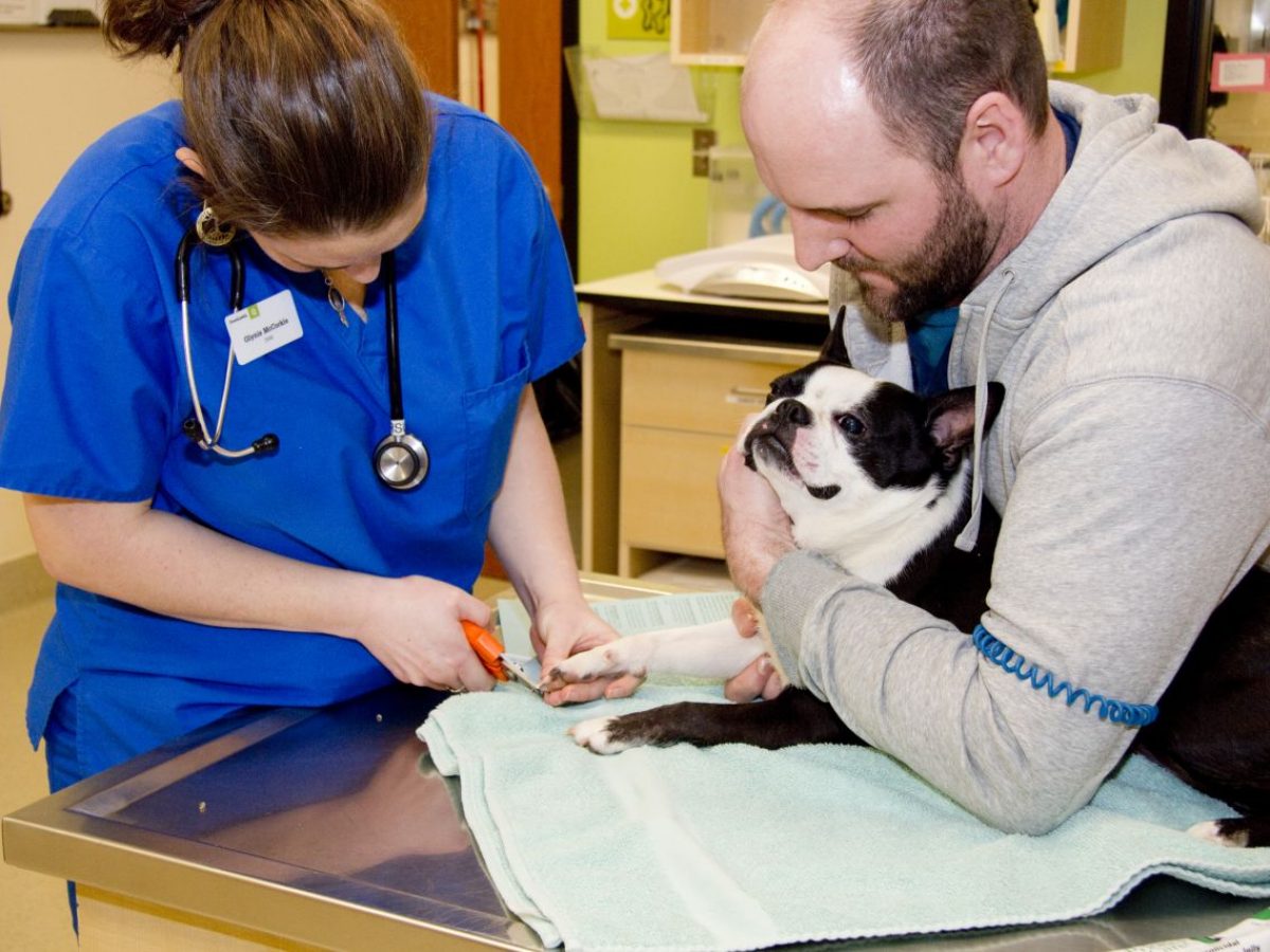 How To Hire A Veterinarian Smartrecruiters