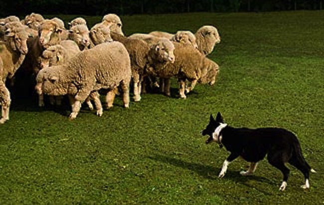 do-dogs-automatically-know-how-to-herd0.jpg